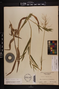 Dichanthelium scoparium image