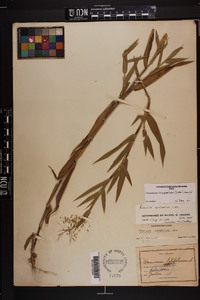 Dichanthelium scoparium image