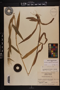 Dichanthelium scoparium image