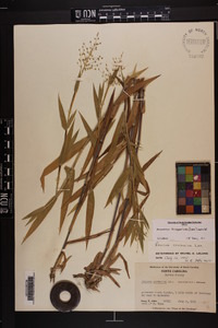 Dichanthelium scoparium image