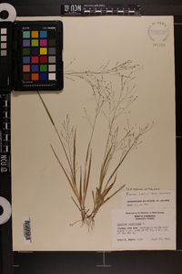 Panicum flexile image