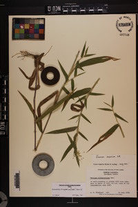 Dichanthelium scoparium image