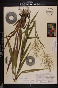 Dichanthelium scoparium image