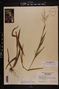 Dichanthelium scoparium image