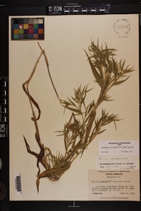 Dichanthelium scoparium image