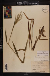 Dichanthelium scoparium image