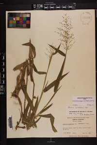 Dichanthelium scoparium image