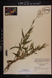 Dichanthelium scoparium image