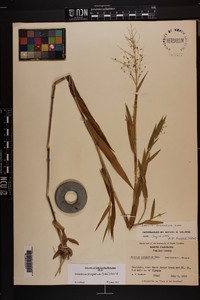 Dichanthelium scoparium image