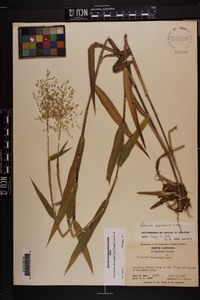 Dichanthelium scoparium image