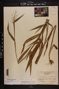 Dichanthelium scoparium image