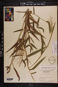 Dichanthelium scoparium image