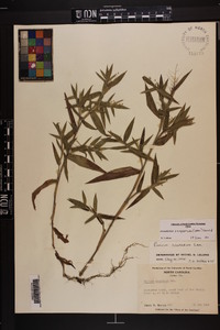 Dichanthelium scoparium image