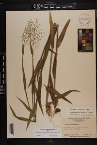 Dichanthelium scoparium image