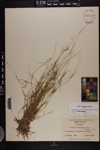 Dichanthelium ensifolium image