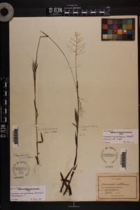 Dichanthelium erectifolium image