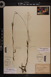 Dichanthelium wrightianum image