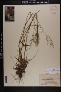 Dichanthelium acuminatum subsp. longiligulatum image