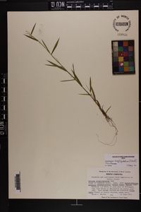 Dichanthelium acuminatum subsp. longiligulatum image