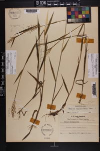 Dichanthelium acuminatum subsp. longiligulatum image