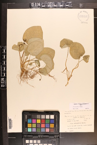 Viola rotundifolia image