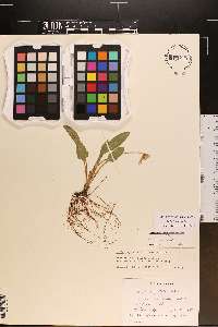 Viola fimbriatula image