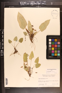 Viola fimbriatula image