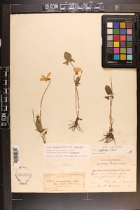 Viola septemloba image