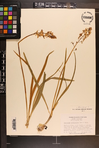 Camassia scilloides image