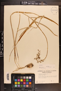 Camassia scilloides image