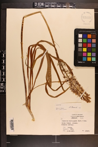 Camassia scilloides image