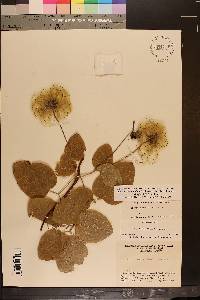 Clematis subreticulata image