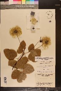 Clematis subreticulata image