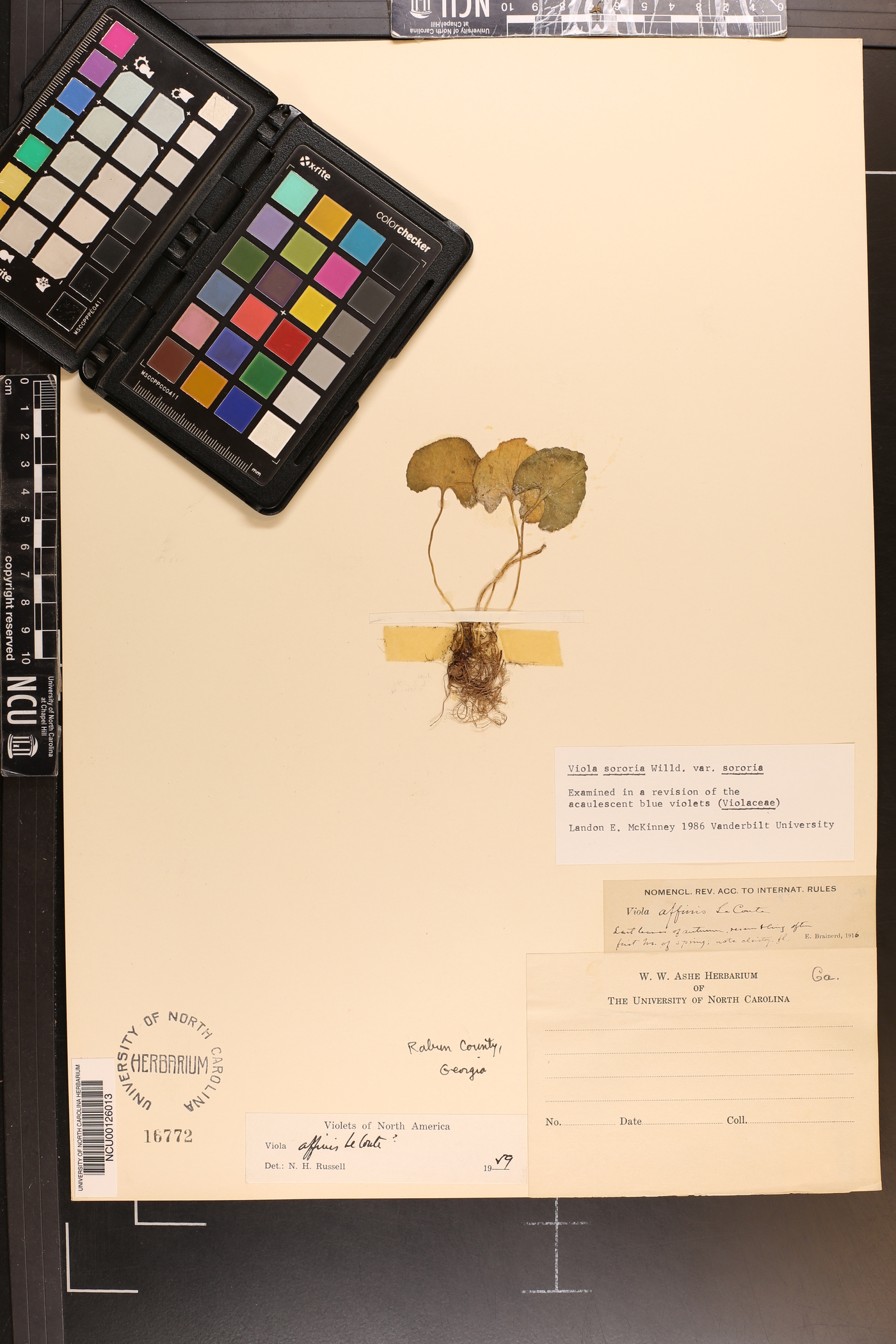 Viola sororia var. sororia image