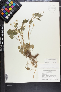 Viola striata image