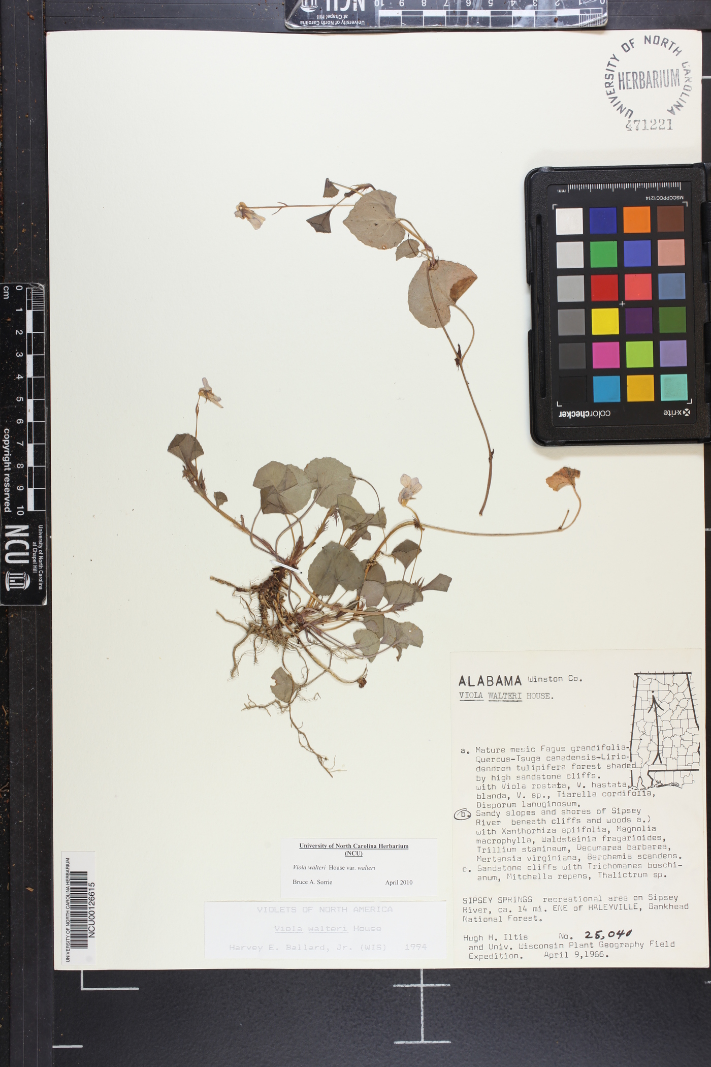 Viola walteri image