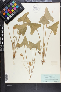 Viola emarginata image