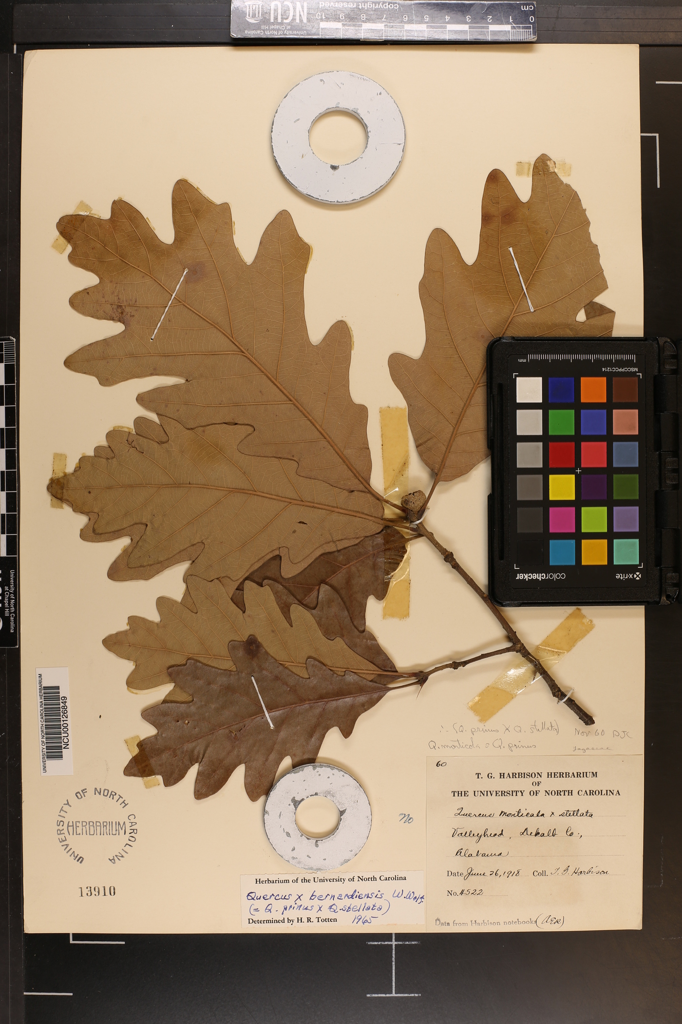 Quercus x bernardiensis image