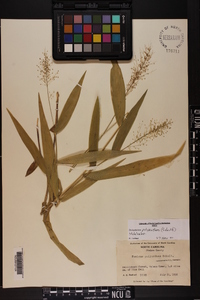 Dichanthelium polyanthes image