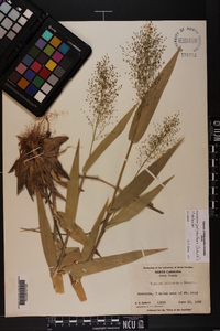 Panicum polyanthes image