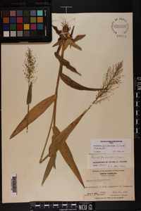 Dichanthelium polyanthes image