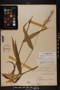 Dichanthelium polyanthes image