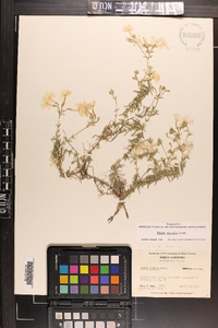 Phlox nivalis subsp. nivalis image