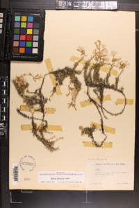Phlox nivalis subsp. nivalis image