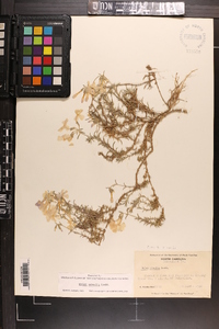 Phlox nivalis subsp. nivalis image