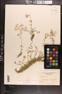 Phlox nivalis image