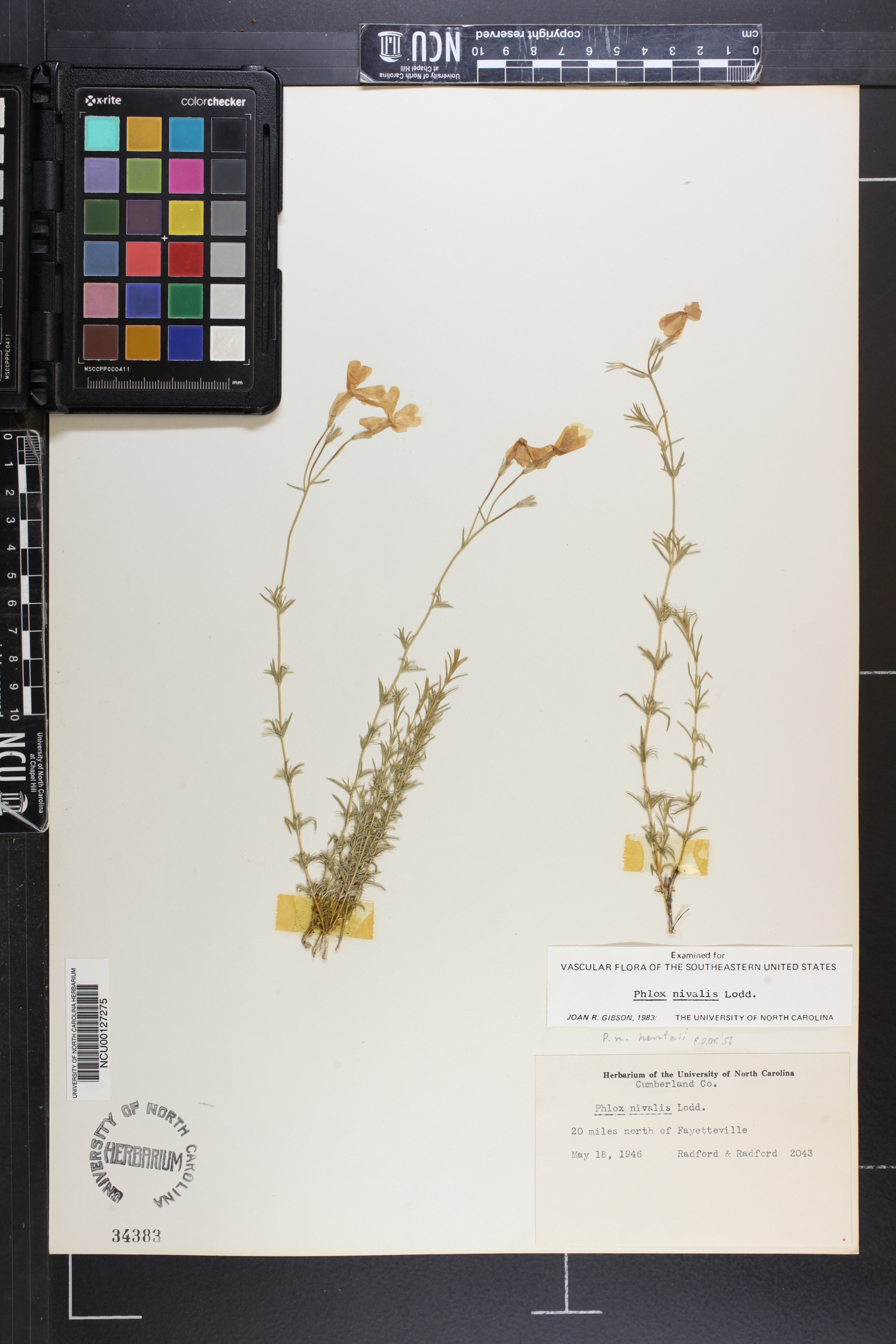 Phlox nivalis var. nivalis image