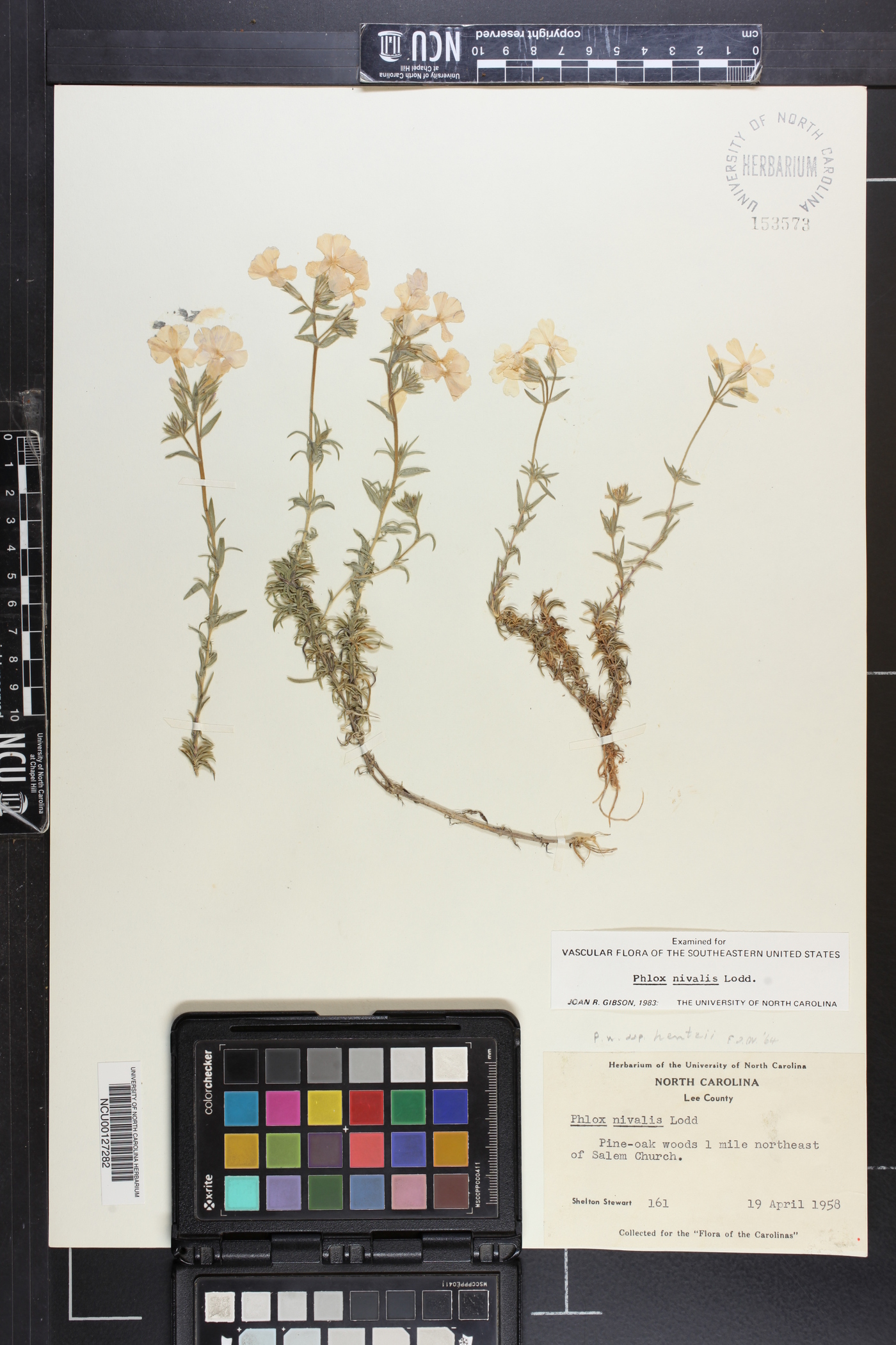 Phlox nivalis var. hentzii image