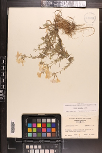 Phlox nivalis var. hentzii image