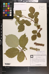 Rubus bifrons image